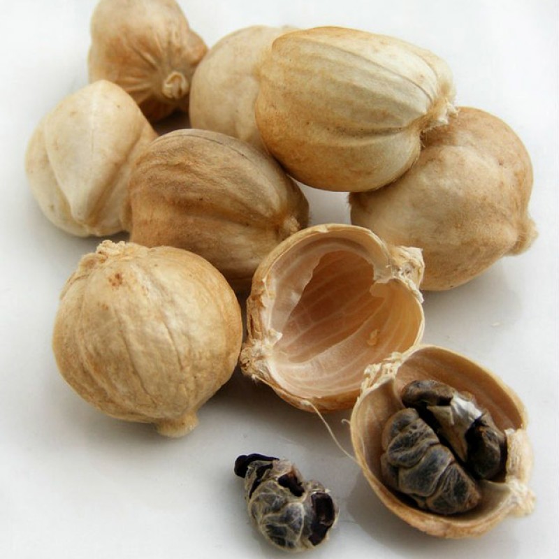 White Cardamom Manufacturer - Wholesale Dried Natural Nutmeg Spice Herb Product Suitable for Food Industry