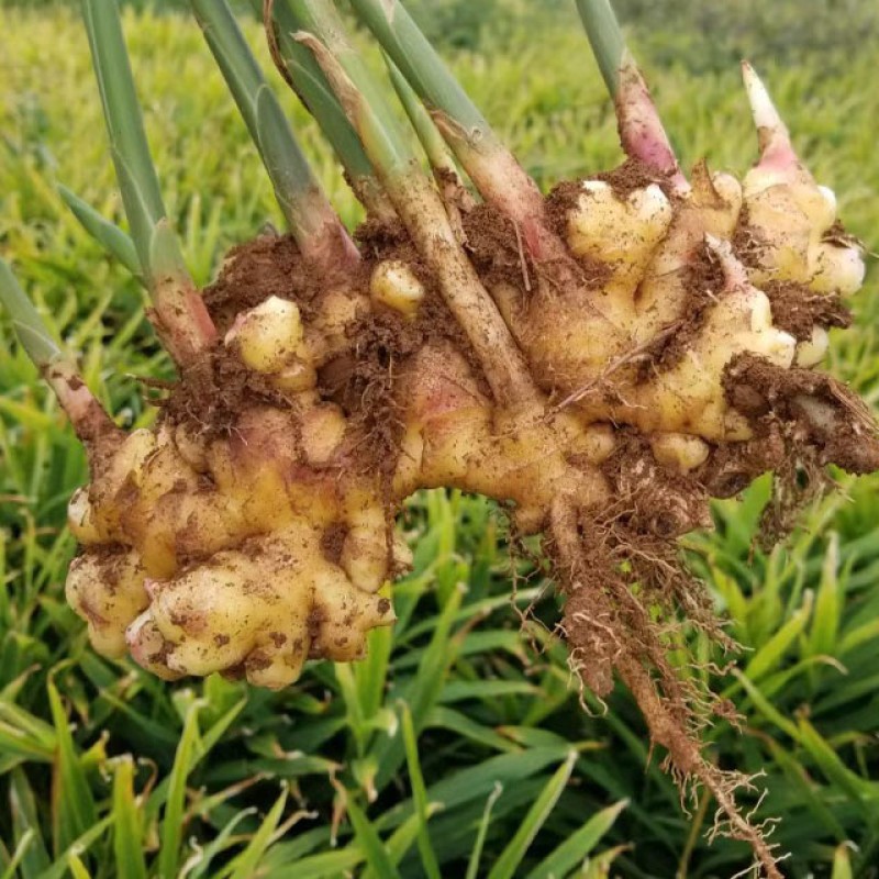 Dried Ginger Flake Manufacturer - Guangxi China Wholesale Single Spice Herb for Cooking Raw Processing