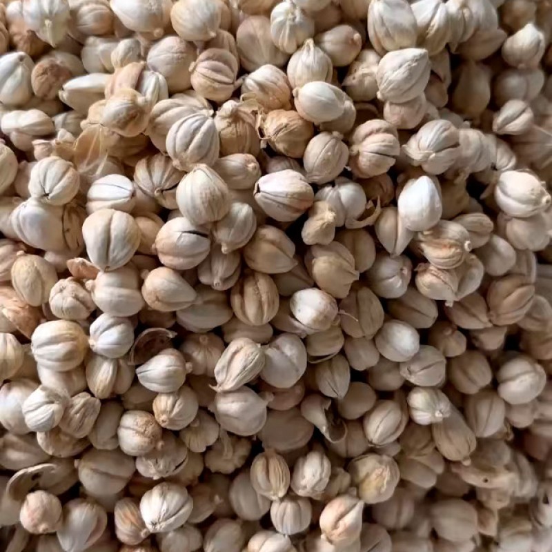 Nutmeg White Cardamom Granules Manufacturer - High Quality Dried Single Spices & Herbs Preserved for Flavor