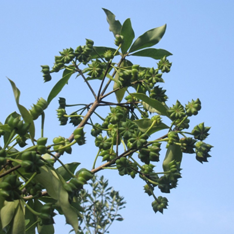 Autumn Flower Spring Anise Herb Manufacturer - Dried Raw Spices Spicy Taste Single Spice Oil Preserved 1kg MOQ