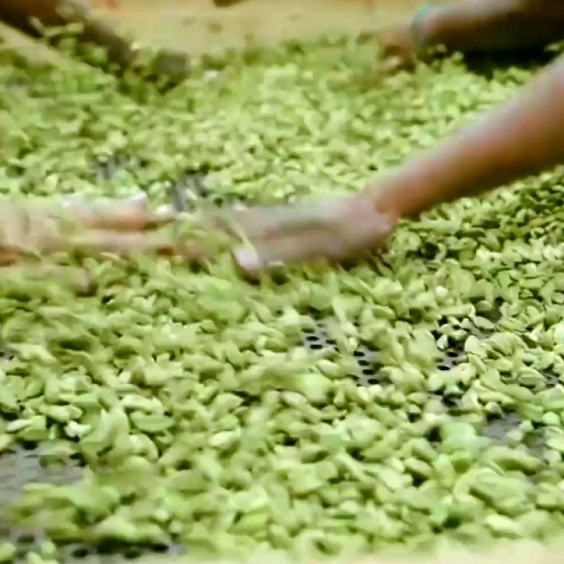 Green Cardamom Manufacturer - Premium Grade Chinese Single Herb Fresh Whole Dried for Cooking Granule