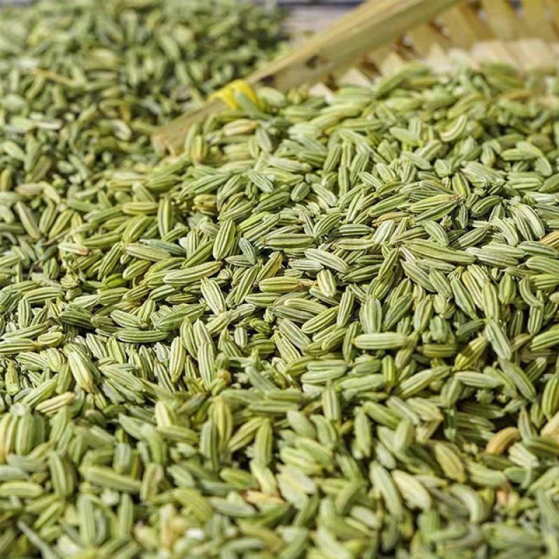 Fennel Seeds Manufacturer - Widely Used High Quality Organic Fresh Single Spice Wholesale