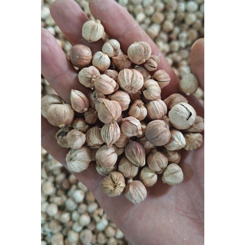 Nutmeg White Cardamom Granules Manufacturer - High Quality Dried Single Spices & Herbs Preserved for Flavor