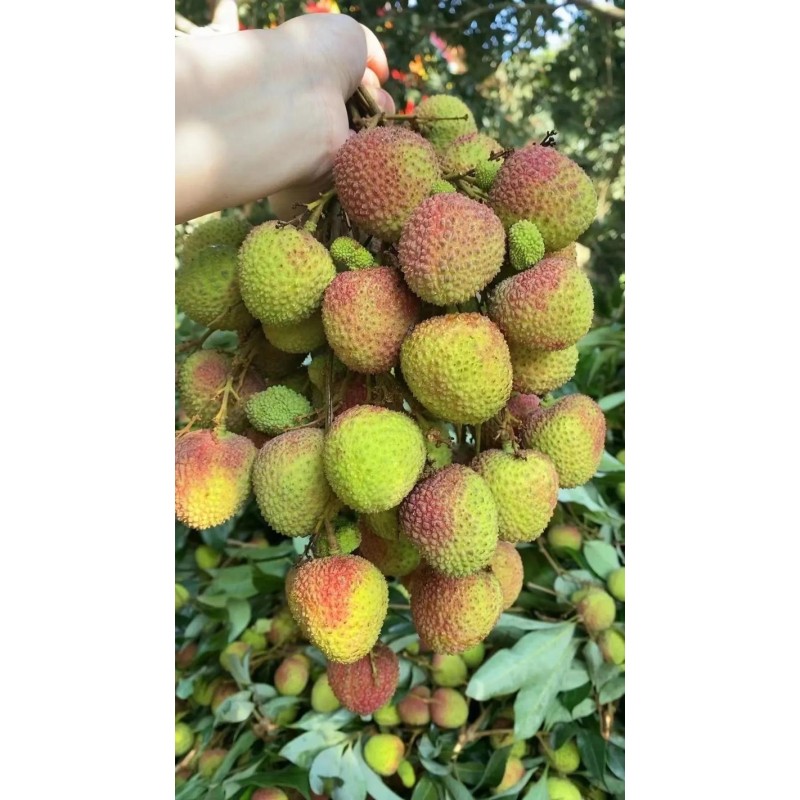 FeiZiXiao Litchi Manufacturer - High Quality Sweet Natural Brown Preserved Bulk Vacuum Pack AD Drying