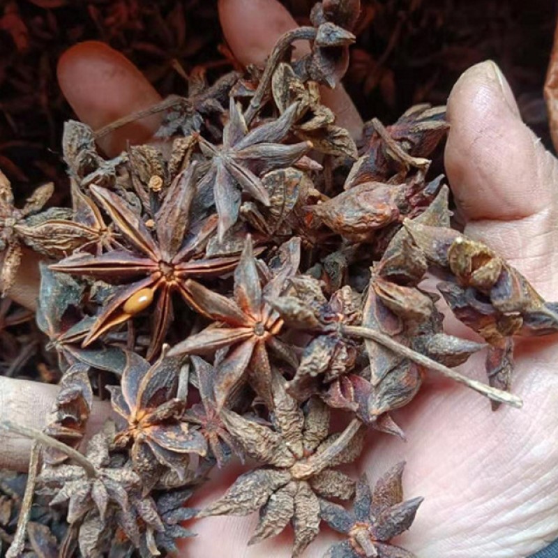 Star Anise Herb Manufacturer - Wholesale Supply Natural Fresh Style Whole Piece Raw Processing