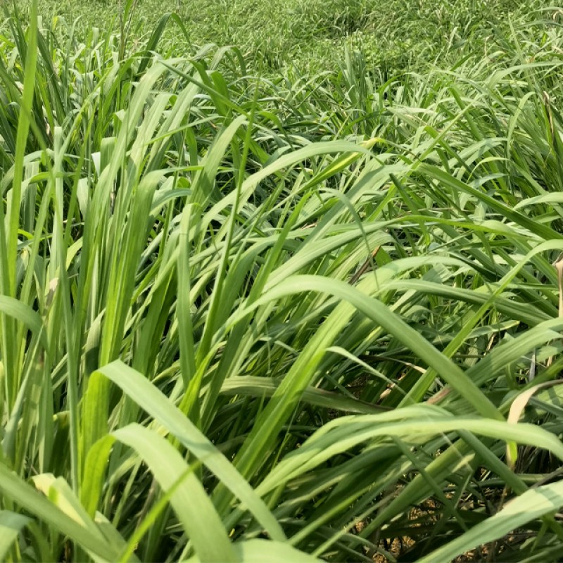 Green Lemongrass Tea Manufacturer - Organic Natural New Harvest with Fresh Dried Herbs Good Scent