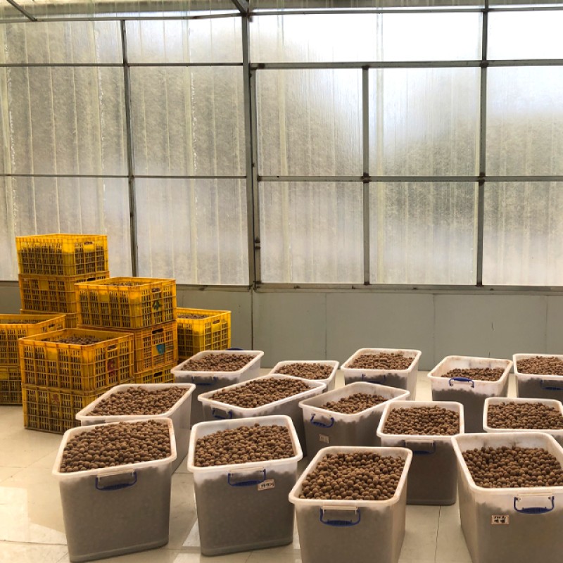 Dried Longan Fruit Manufacturer - Organic Sweet Taste Long lasting Freshness Natural Preservation Bulk Pack Economical