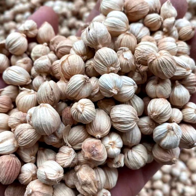 Nutmeg White Cardamom Granules Manufacturer - High Quality Dried Single Spices & Herbs Preserved for Flavor