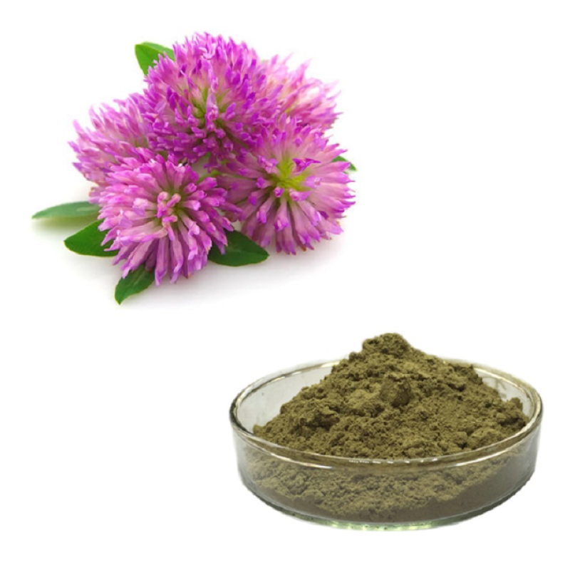 Red Clover Leaf Powder Manufacturer - Supply High Quality Free Sample Best Price Red Clover Extract Powder