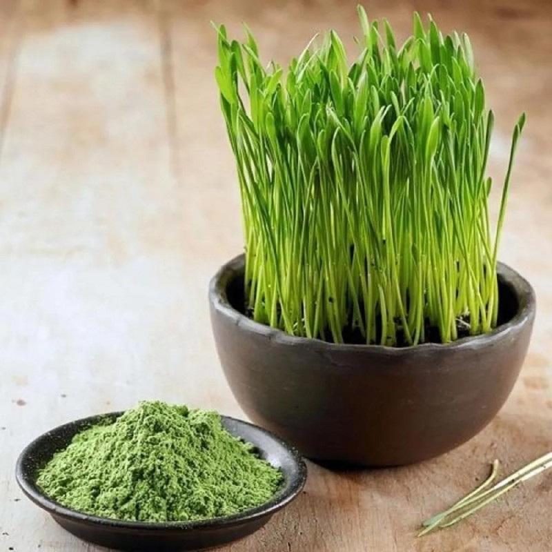 Barley Leaf Juice Powder Manufacturer - China Factory Organic Barley Grass Powder Supply