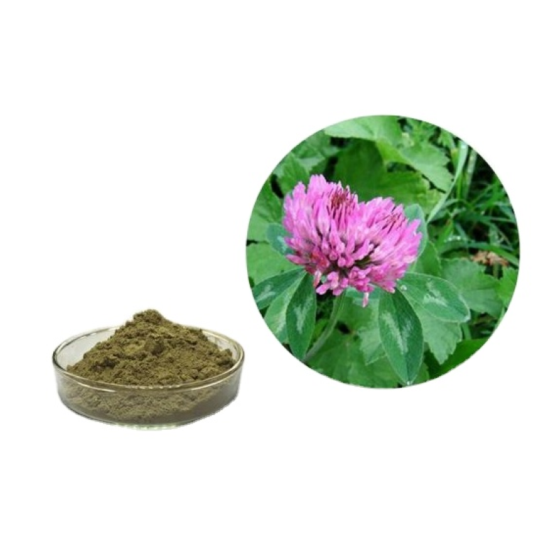 Red Clover Leaf Powder Manufacturer - Supply High Quality Free Sample Best Price Red Clover Extract Powder