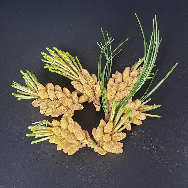 Pine Pollen Powder Manufacturer - High Quality Health Care Powder Bulk Quantity Supply