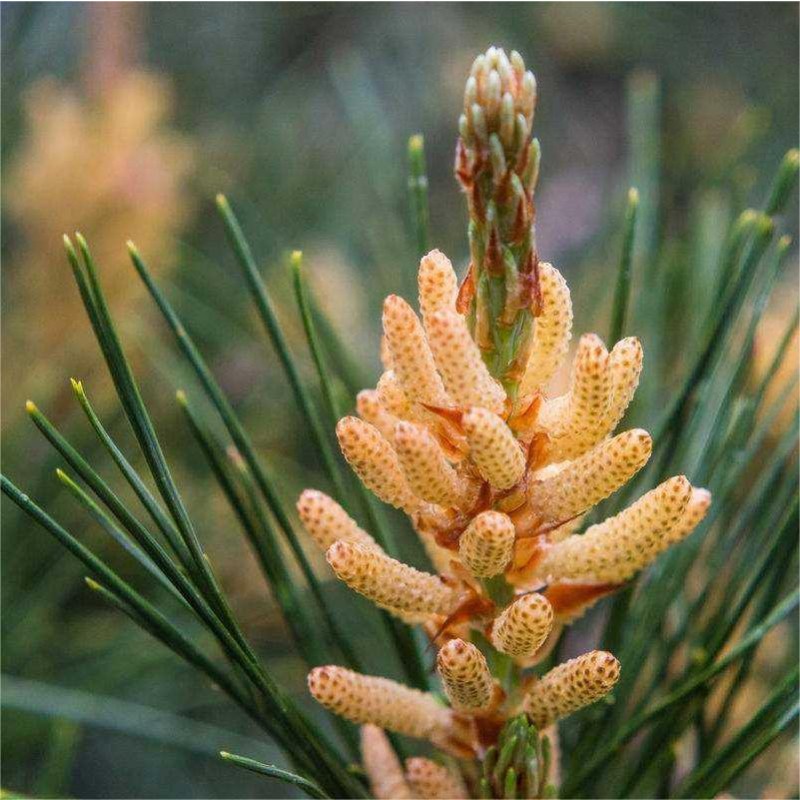 Pine Pollen Powder Manufacturer - High Quality Health Care Powder Bulk Quantity Supply