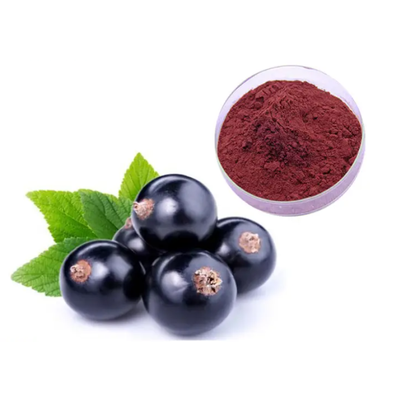 Black Currant Extract Manufacturer - Factory Supply Drum Packed Blackcurrant Juice Powder