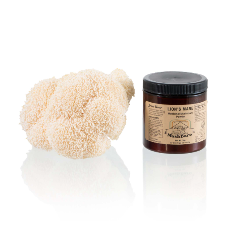 Lion's Mane Mushroom Powder Manufacturer - Supply High Quality Free Sample Best Price Lion's Mane Mushroom Extract