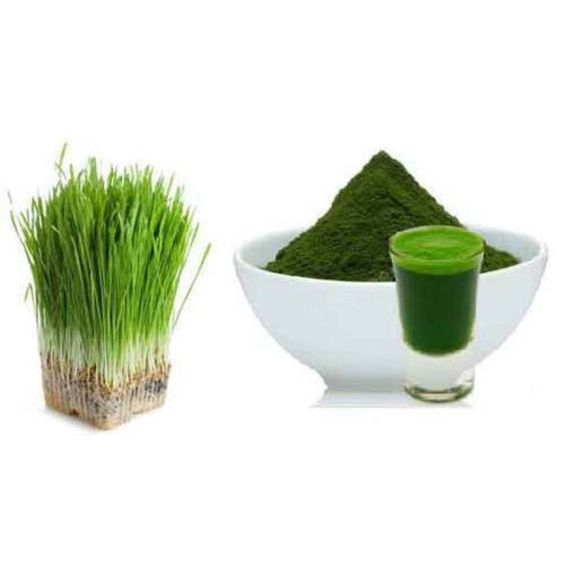 Barley Leaf Juice Powder Manufacturer - China Factory Organic Barley Grass Powder Supply