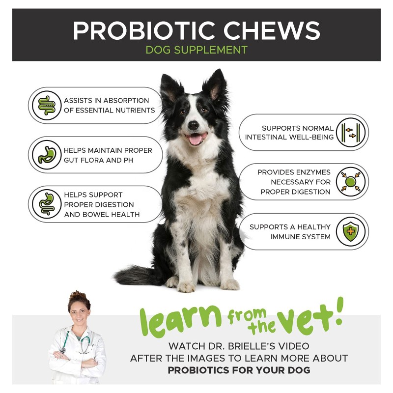Dog Probiotics Chews Supplier - Private Label for Gut Health Digestive Support Immunity