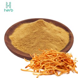 Cordyceps Supplement Manufacturer - OEM/ODM Wholesale Cordyceps Flower Militaris Extract Powder