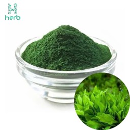 Organic Spirulina Powder Manufacturer - OEM/ODM Wholesale Bulk 100% Pure Green Food/Feed Grade