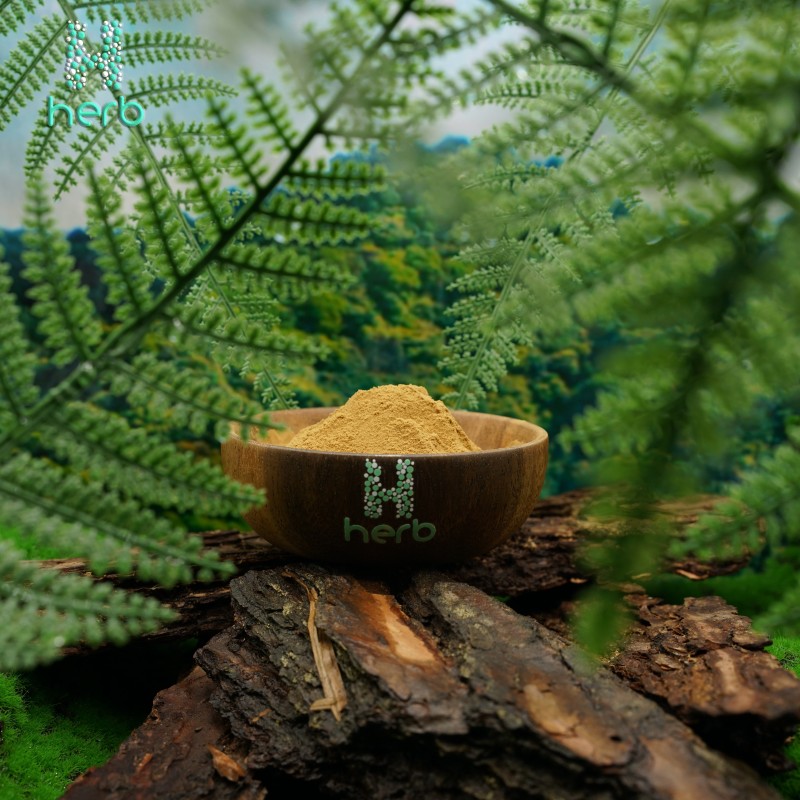 Cordyceps Extract Powder Manufacturer - OEM/ODM High Quality Cordyceps CS-4 Militaris Sinensis Supplement