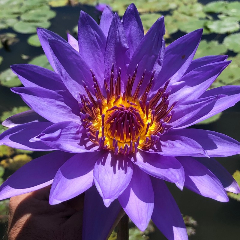 Blue Lotus Flower Extract Powder Manufacturer - OEM/ODM Hot Sell Dried Nymphaea Tetragona Lotus Leaf Flower Extract