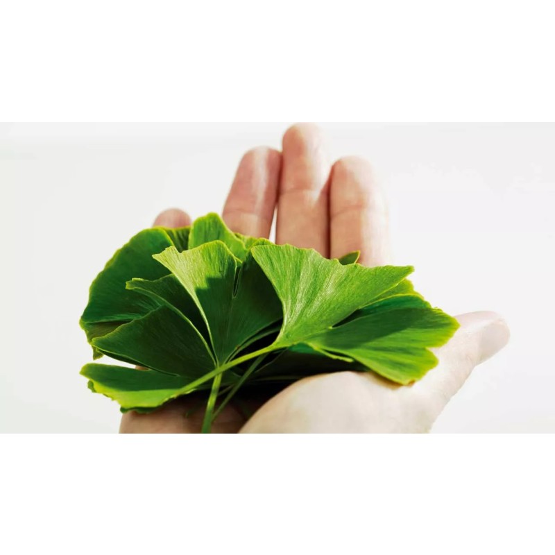 Ginkgo Biloba Leaf Extract Powder Manufacturer - OEM/ODM 24% Flavonoids 6% Lactones Supplement