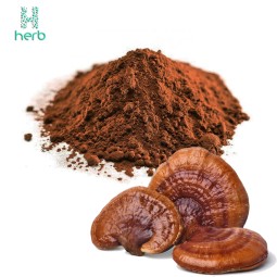 Ganoderma Lucidum Extract Powder Manufacturer - OEM/ODM Wholesale Bulk Pure Organic Reishi Mushroom Supplement