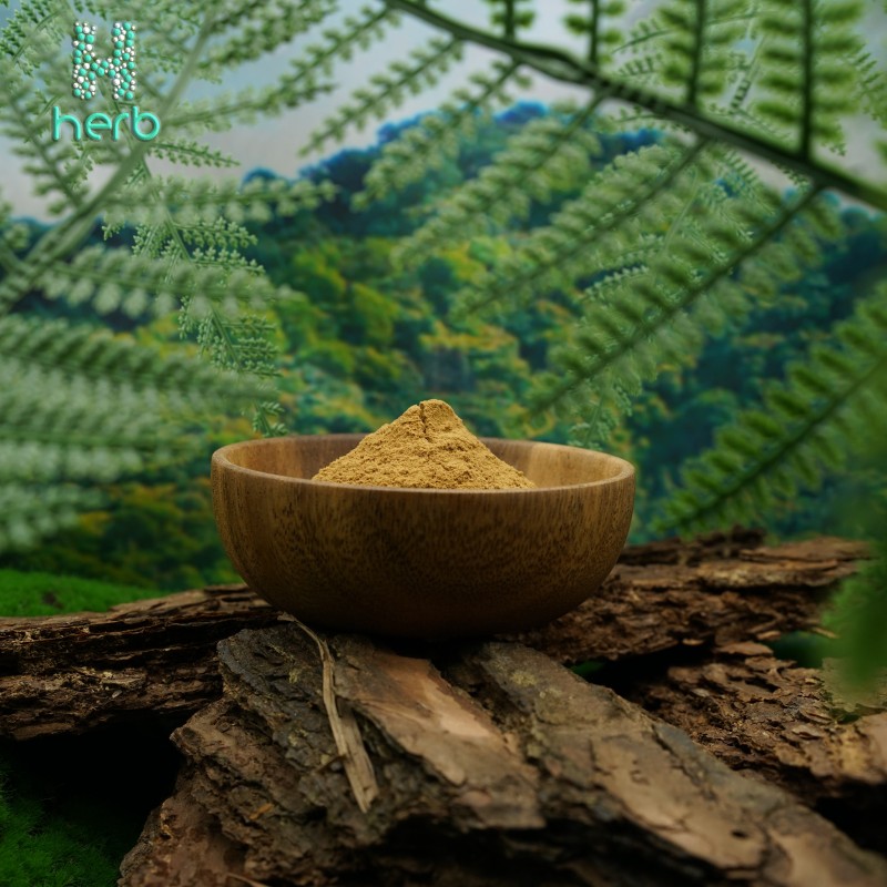 Spilanthes Acmella Extract Powder Manufacturer - OEM/ODM Factory Supply 10:1 20:1 Acmella Oleracea Supplement