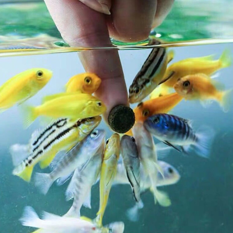 Tropical Fish Food Factory - Betta Guppy Small Pellet Food