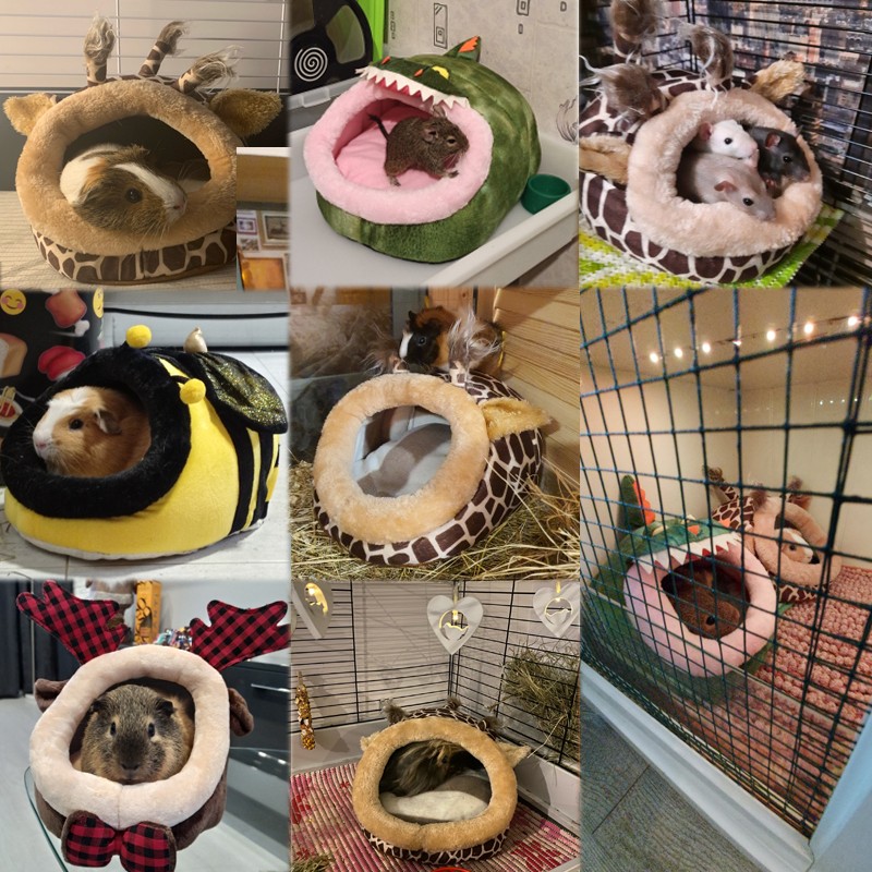 Cat Teeth Stick Manufacturer - Grass Teething Snack Stick