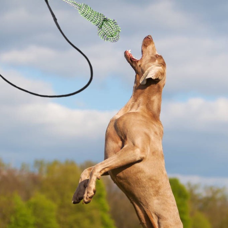 Dog Toy Manufacturer - Indestructible Cotton Rope Toy