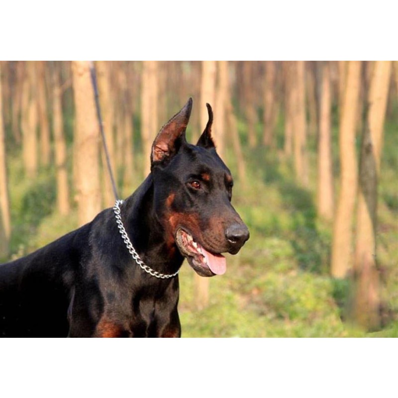 Dog Leash Factory - Anti Lost Safety Glowing Waterproof LED Collar