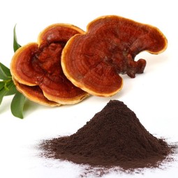Organic Ganoderma Lucidum Extract Powder Manufacturer - OEM Custom Formula No Fillers Additives