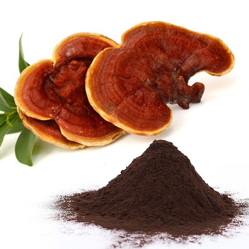 Organic Ganoderma Lucidum Extract Powder Manufacturer - OEM Custom Formula No Fillers Additives