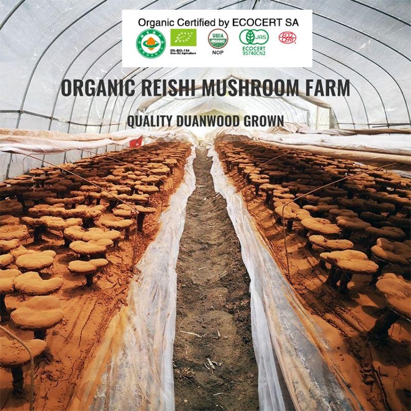 Organic Ganoderma Lucidum Extract Powder Manufacturer - OEM Custom Formula No Fillers Additives