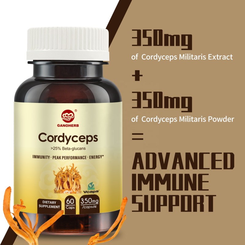 Cordyceps Militaris Capsules Manufacturer - OEM Wholesale for Vegetarians GMP Certified 350mg