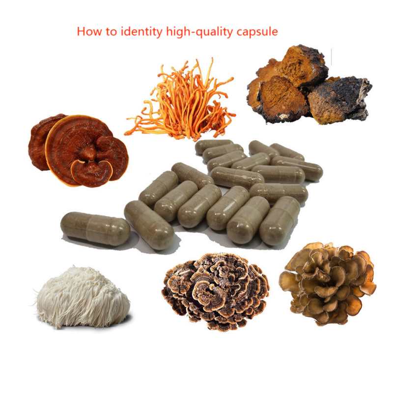Cordyceps Extract Capsules Wholesaler - OEM Herbal Supplement for Immune and Energy Support