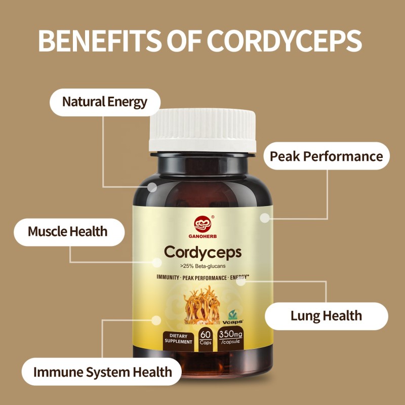 Cordyceps Extract Capsules Wholesaler - OEM Herbal Supplement for Immune and Energy Support
