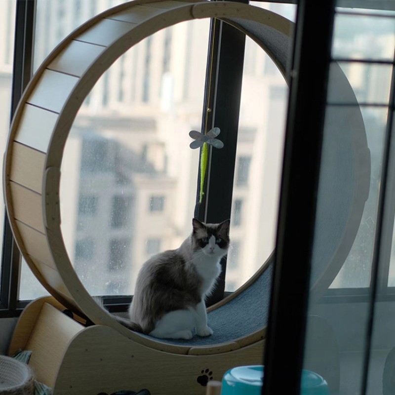 Cat Treadmill Factory - OEM Indoor Exercise Running Wheel