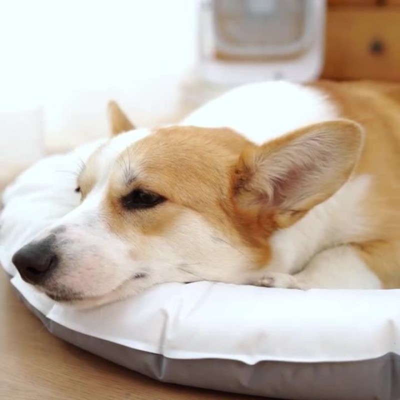 Pet Cooling Pad Factory - OEM PVC Gel Ice Bed Waterproof