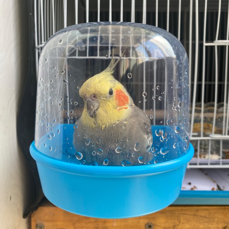 Plastic Bird Baths Factory - Hanging Shower Box