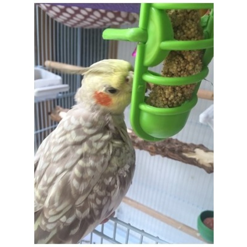 PP Bird Feeders Factory - Eco-friendly Hanging