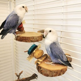 Round Perch Platforms Supplier - Wooden Parrot Stand