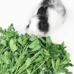 Organic Hay Manufacturer - Alfalfa Rabbits Hamsters