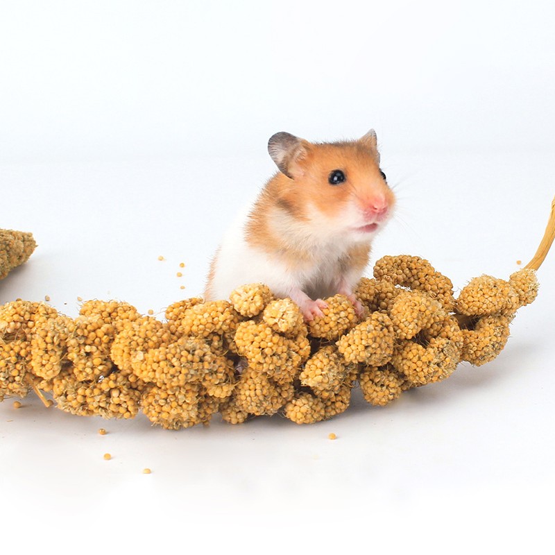 Millet Grain Factory - Poultry Feed Birds