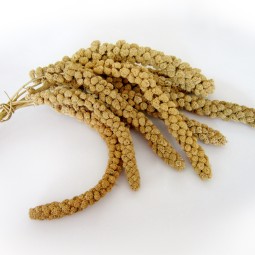 Millet Grain Factory - Poultry Feed Birds