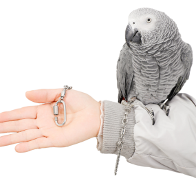 Parrot Anklets Supplier - Stainless Steel Medium