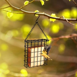 Stainless Steel Forks Supplier - Bird Cage Fruit