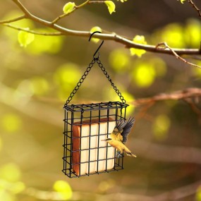 Stainless Steel Forks Supplier - Bird Cage Fruit