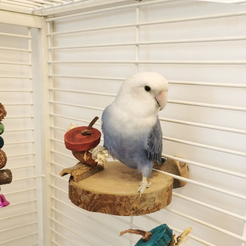 Round Perch Platforms Supplier - Wooden Parrot Stand